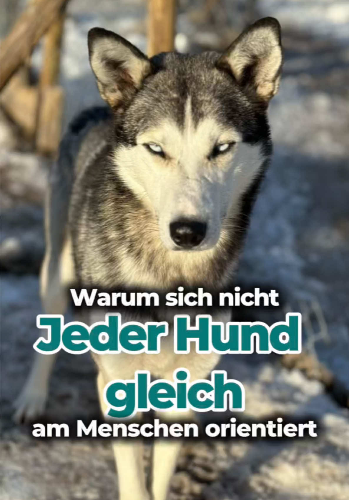 @Mehrere Hunde, ein Team!