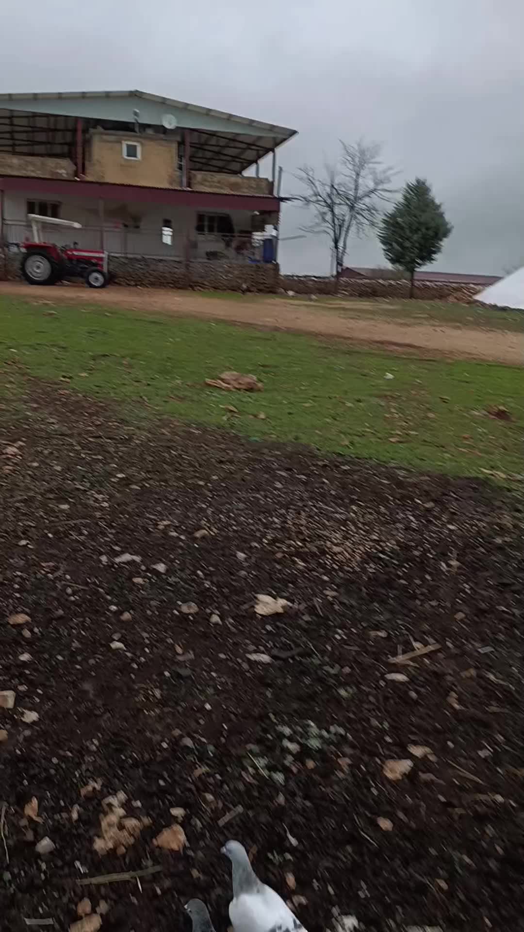 @🦅