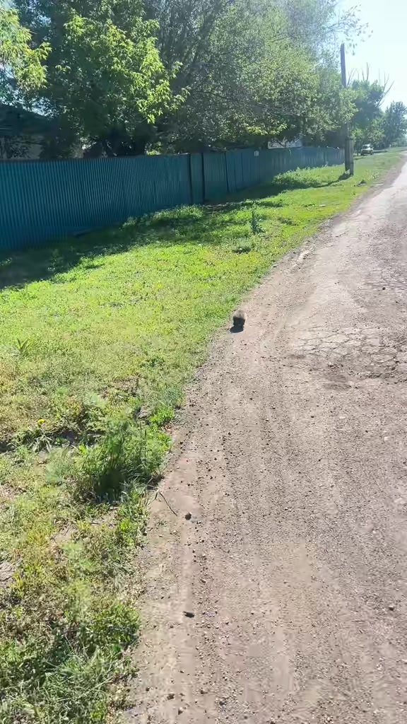 @окей гугл