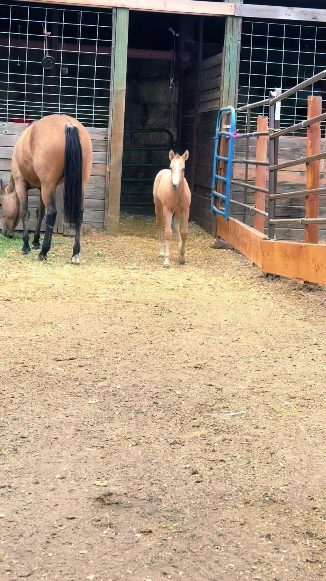 @Cowgirl Tuff Colt Training ❤️