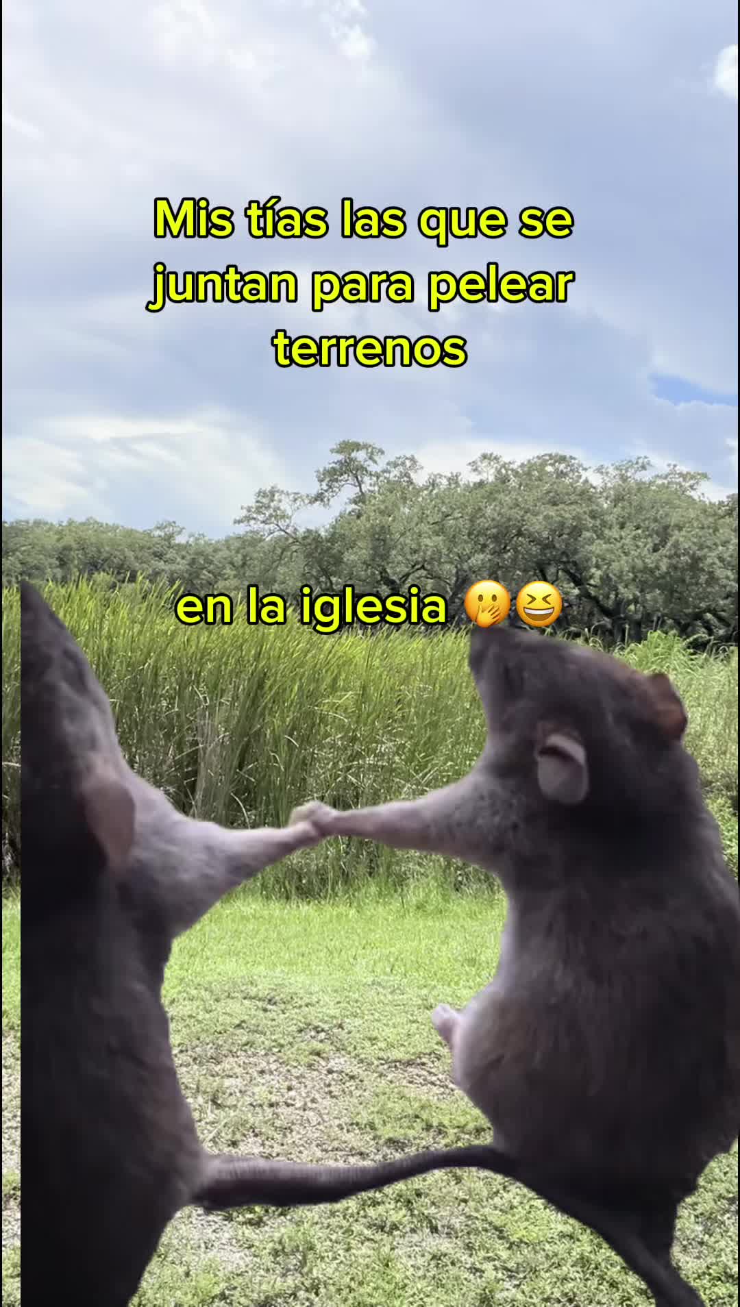 @Maridey🐢⚔️🥀🖤❤️&zwj;🩹🧿