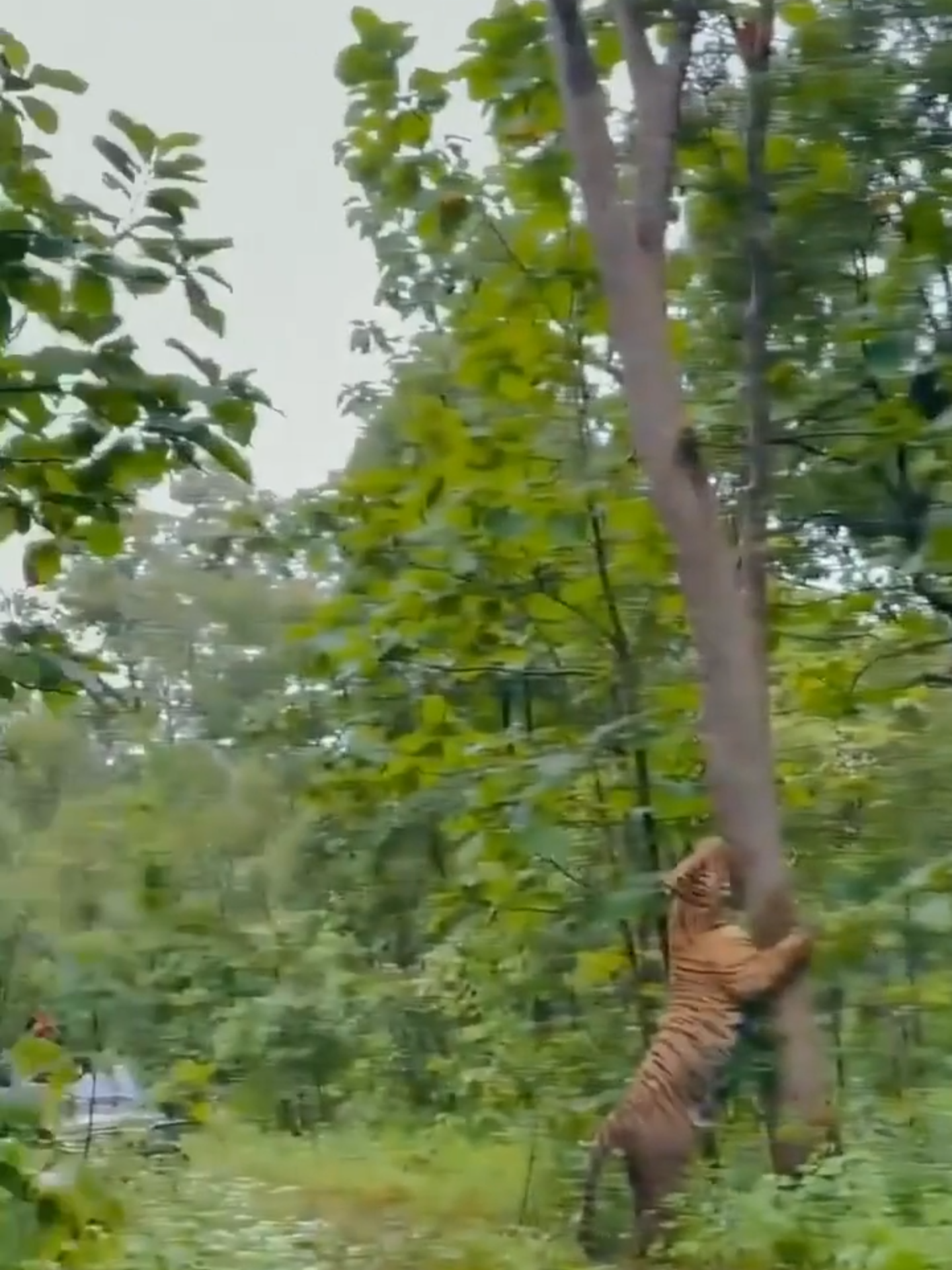 @India-Safaris.com