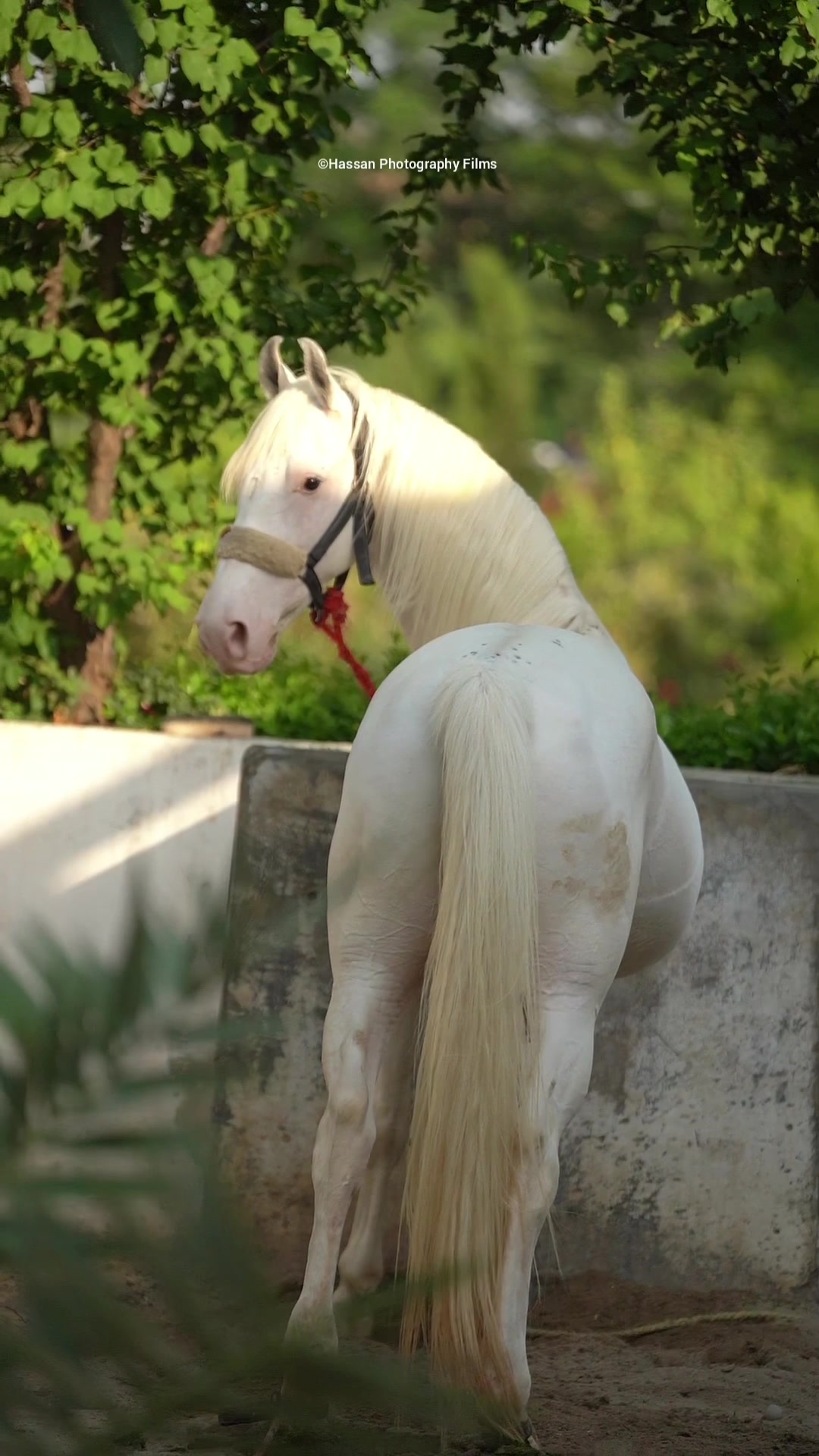 @☀️SUNRISE 🐎FARMS Rawalpindi