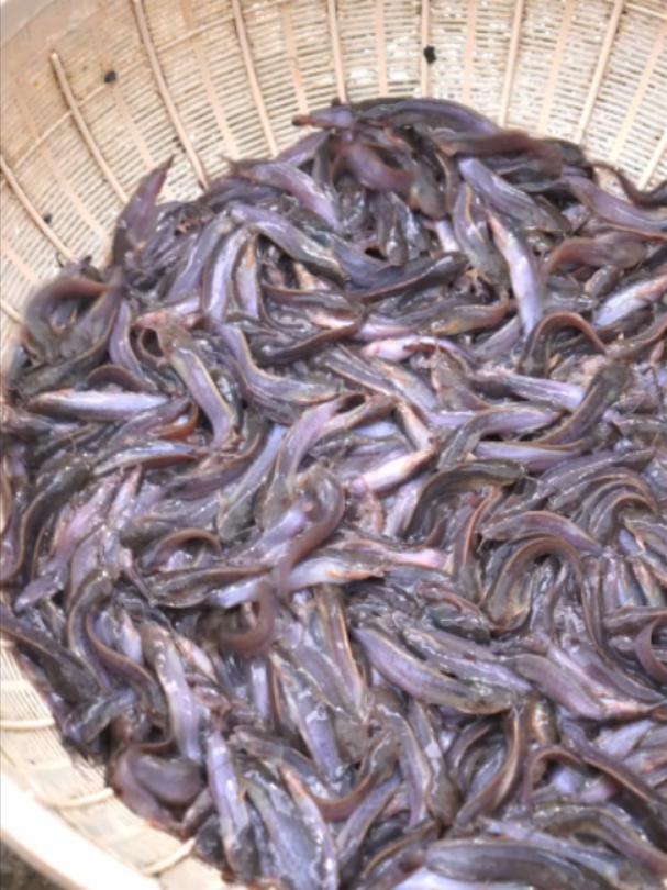 @Trại Cá Giống Quang Lâm