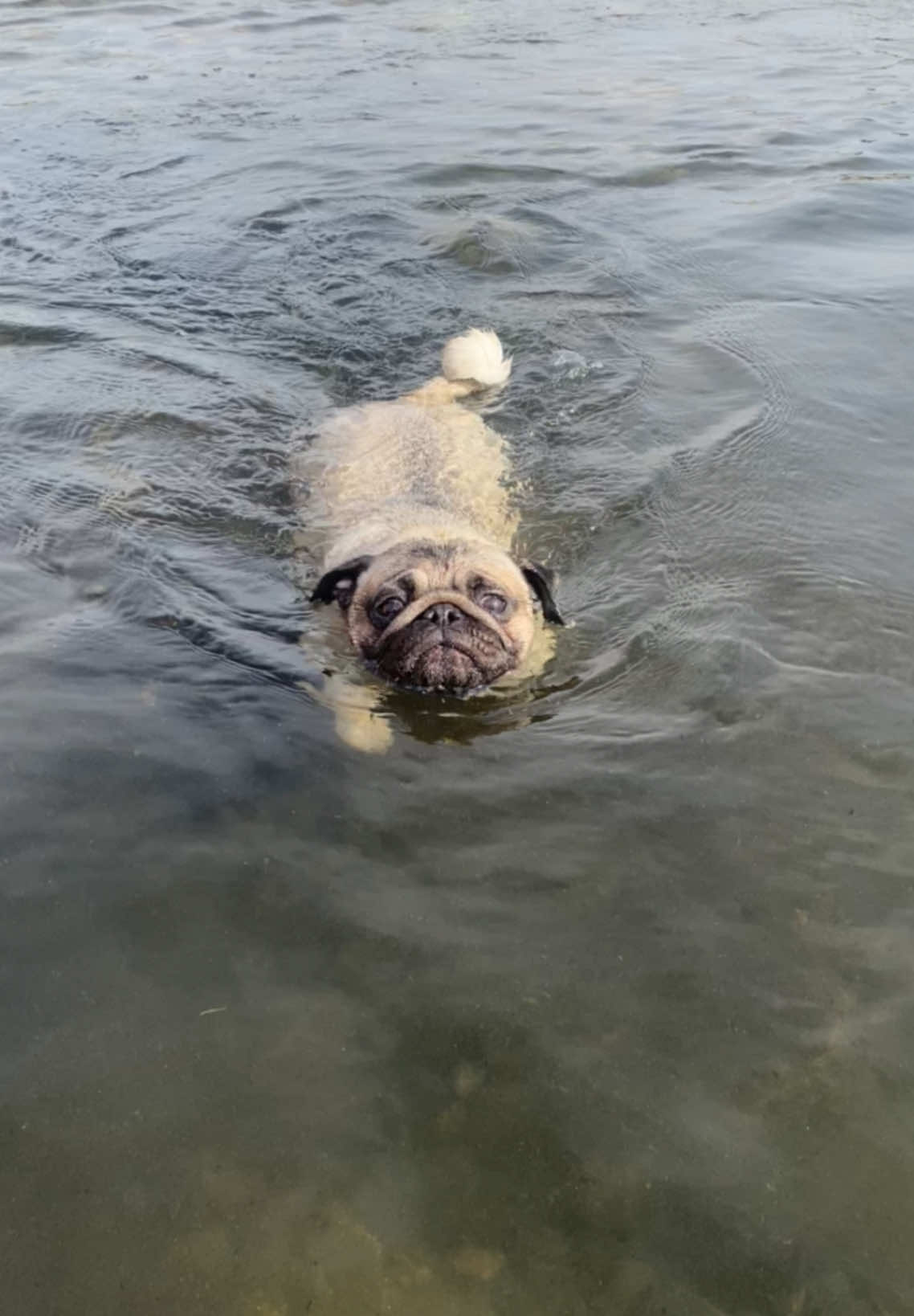 @Moka_lapug