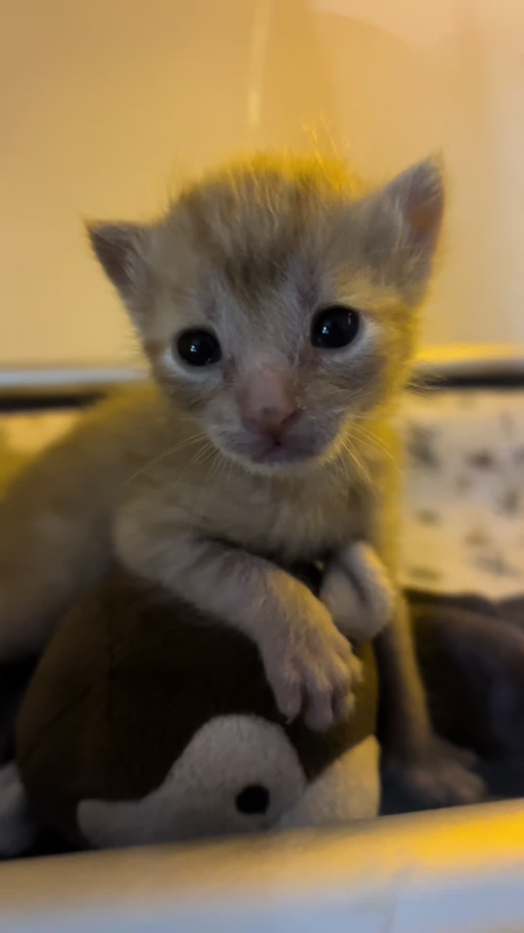 @Kitten.mama