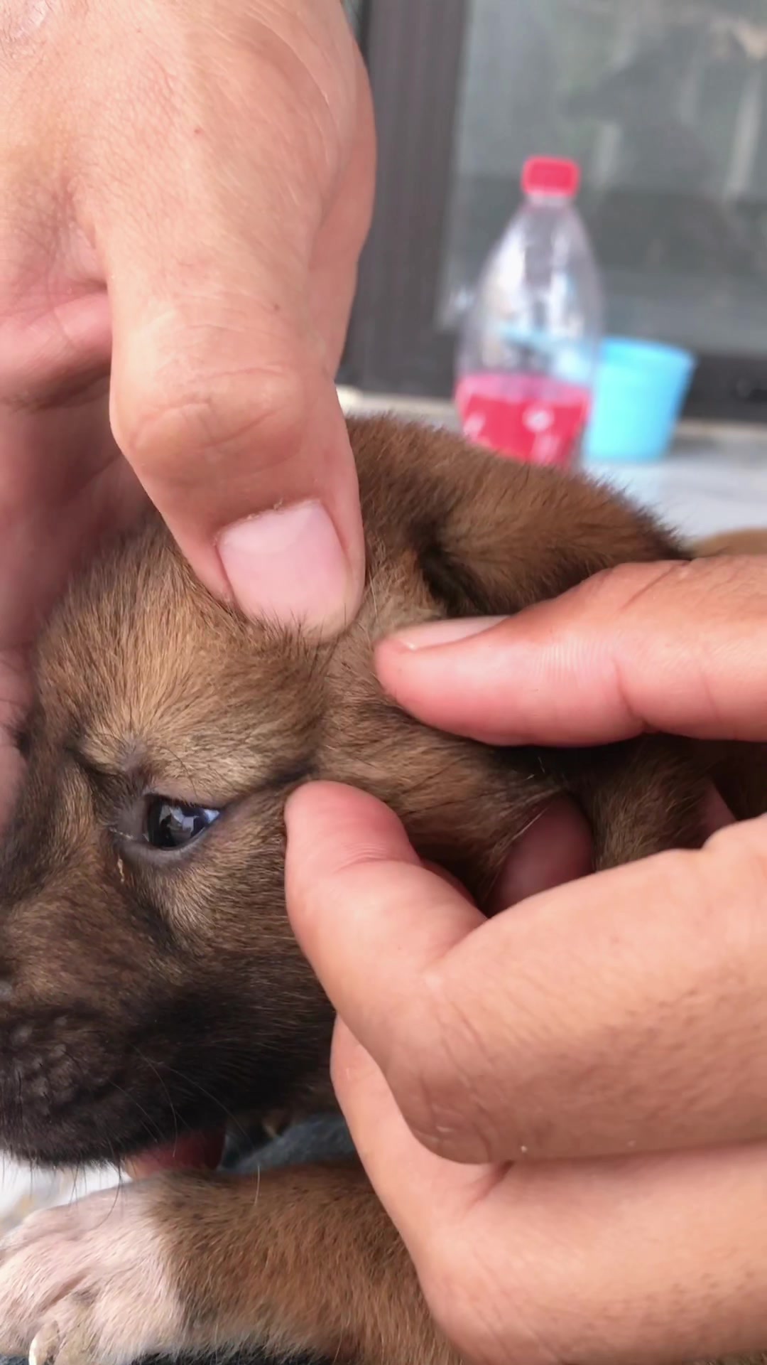 @lice puppy lovers