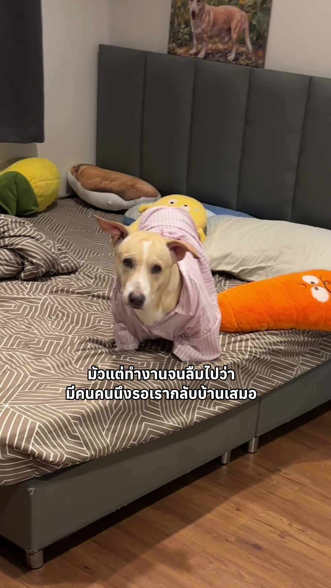 @สามชั้นหมาโหลดต่ำ
