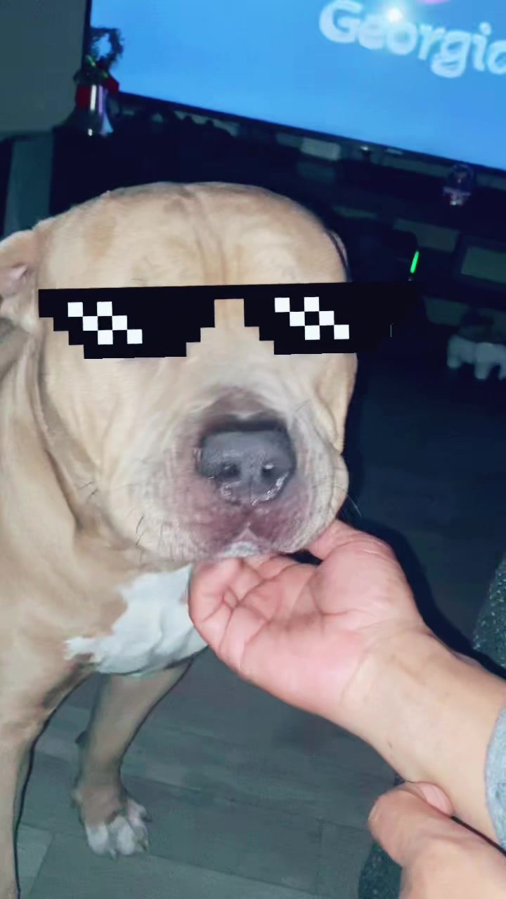 @Drake the Pitbull