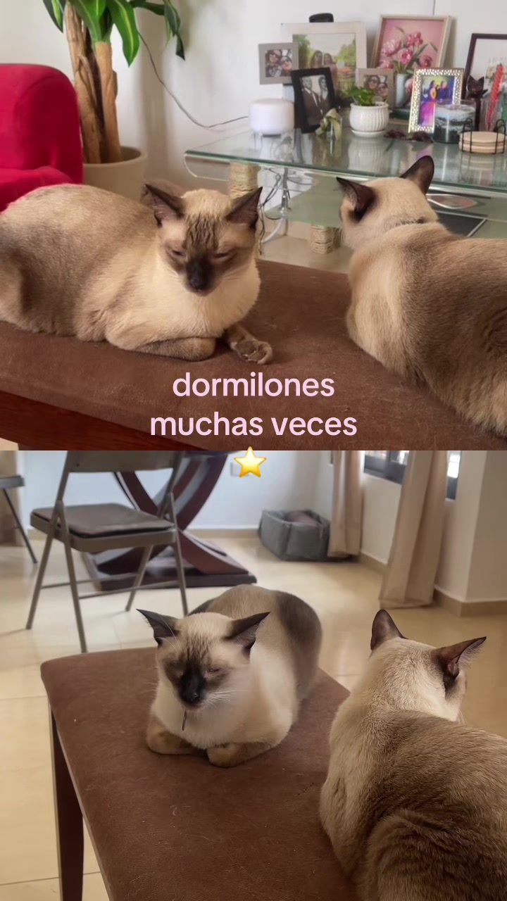 @Hermanitos siameses