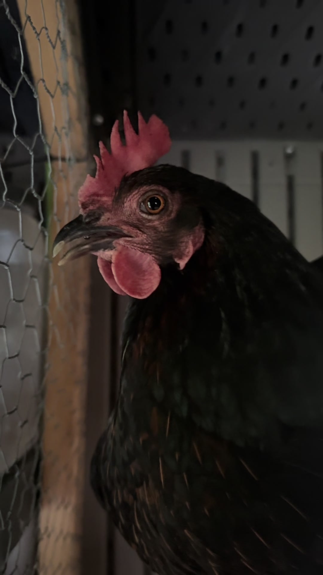 @HenStagram 📸🐔