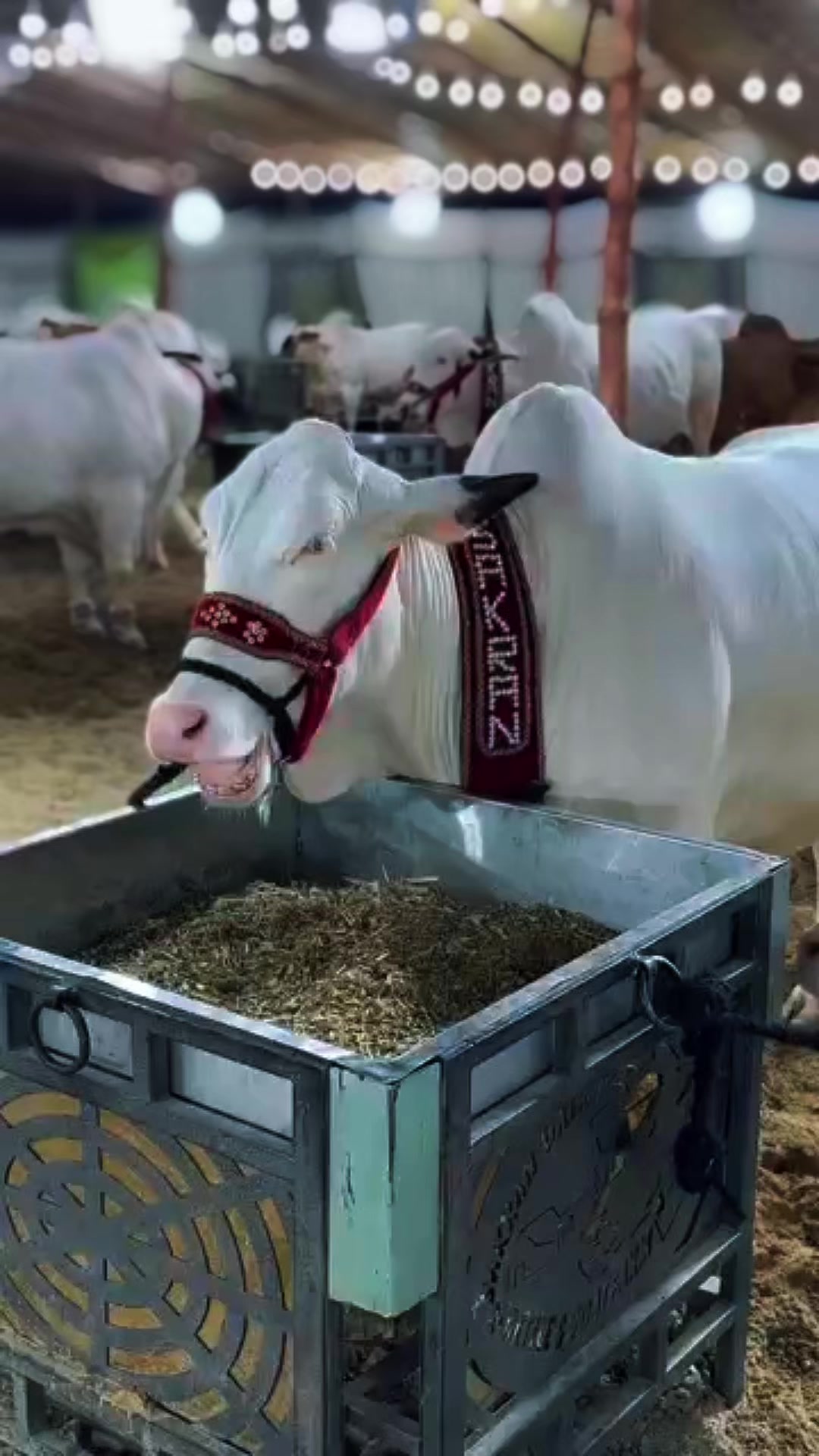 @Karachi Bull lovers