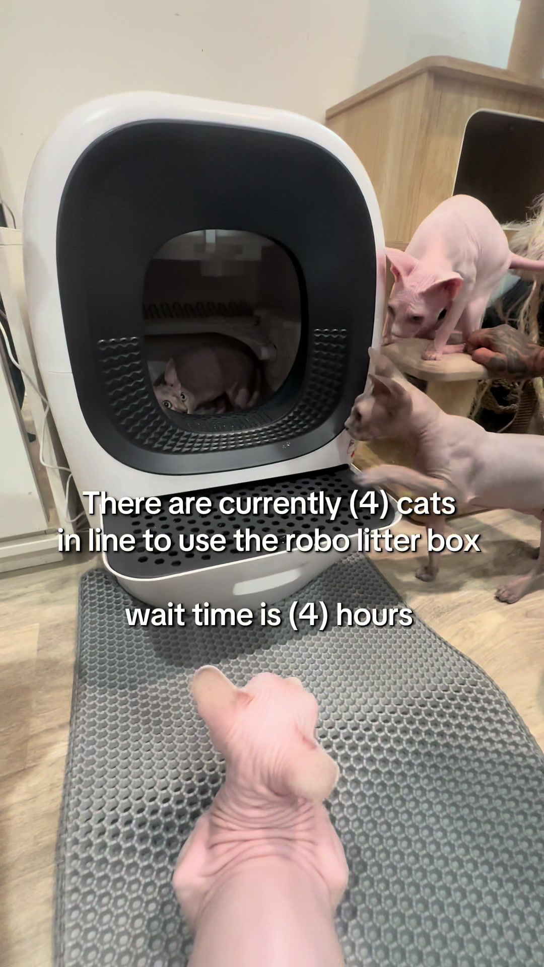 @famoussphynx