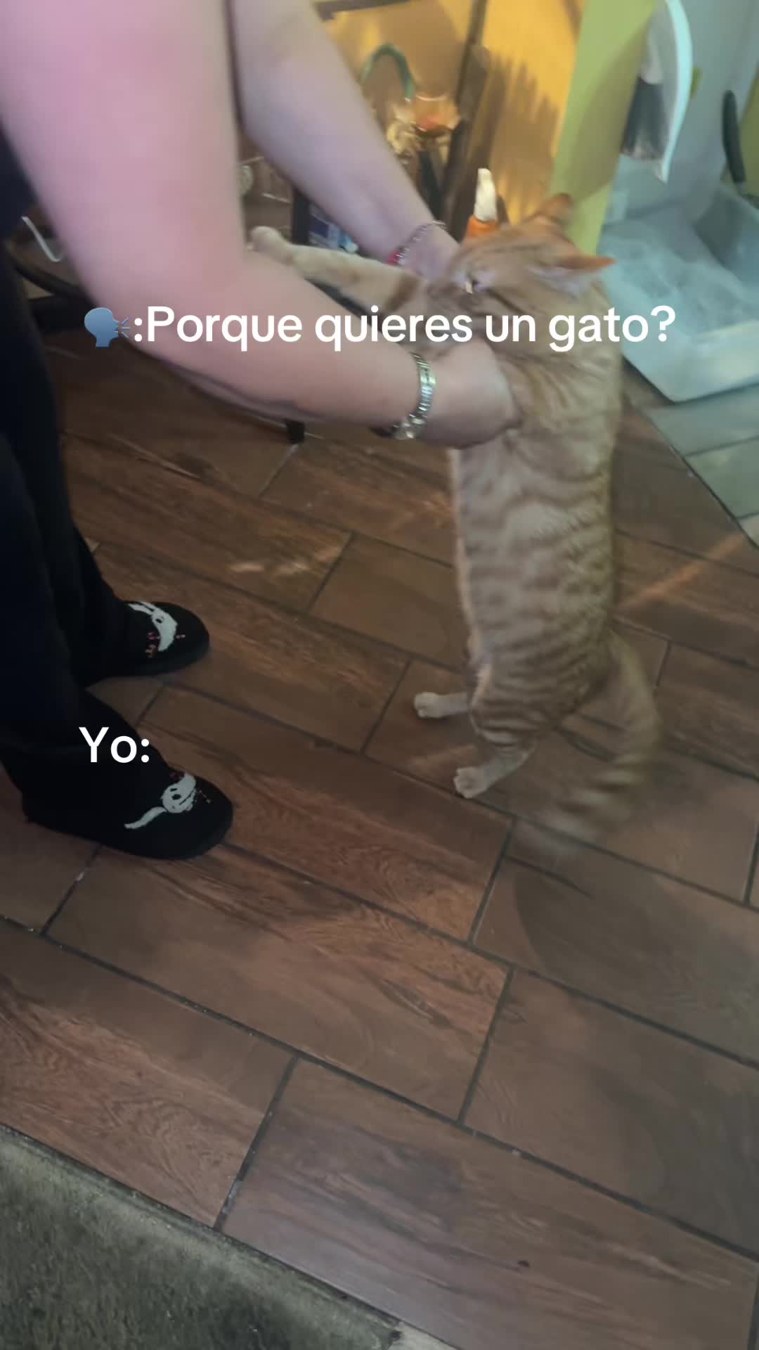 @Garfield the orange cat