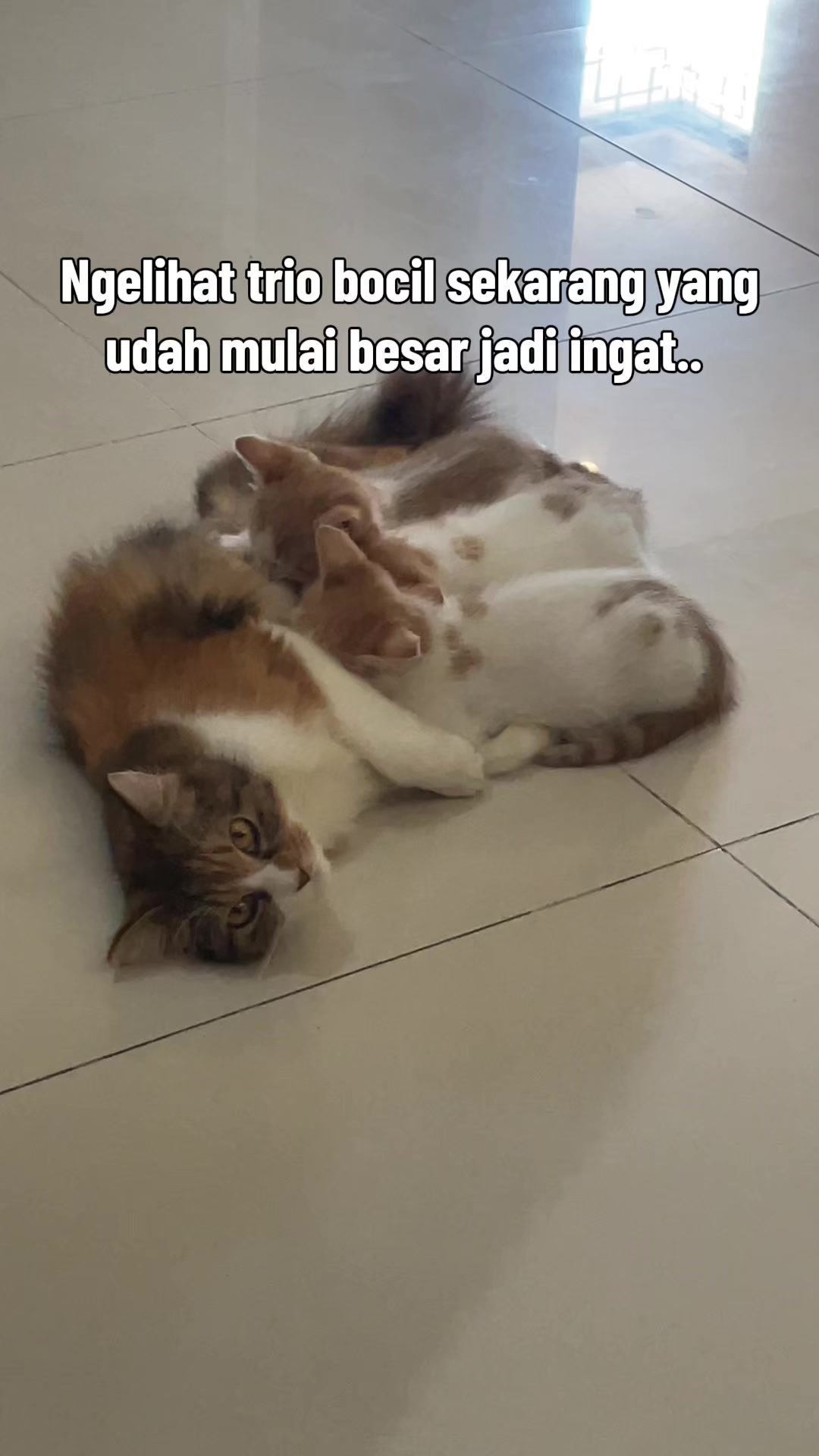 @biskuit&cimul