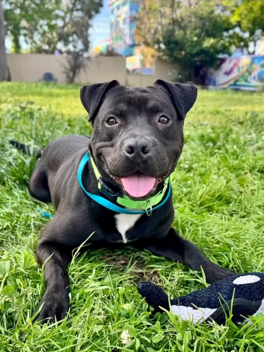 @Oakland Animal Services