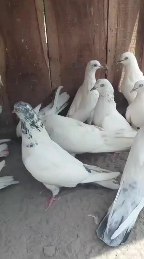 @Jutt saab