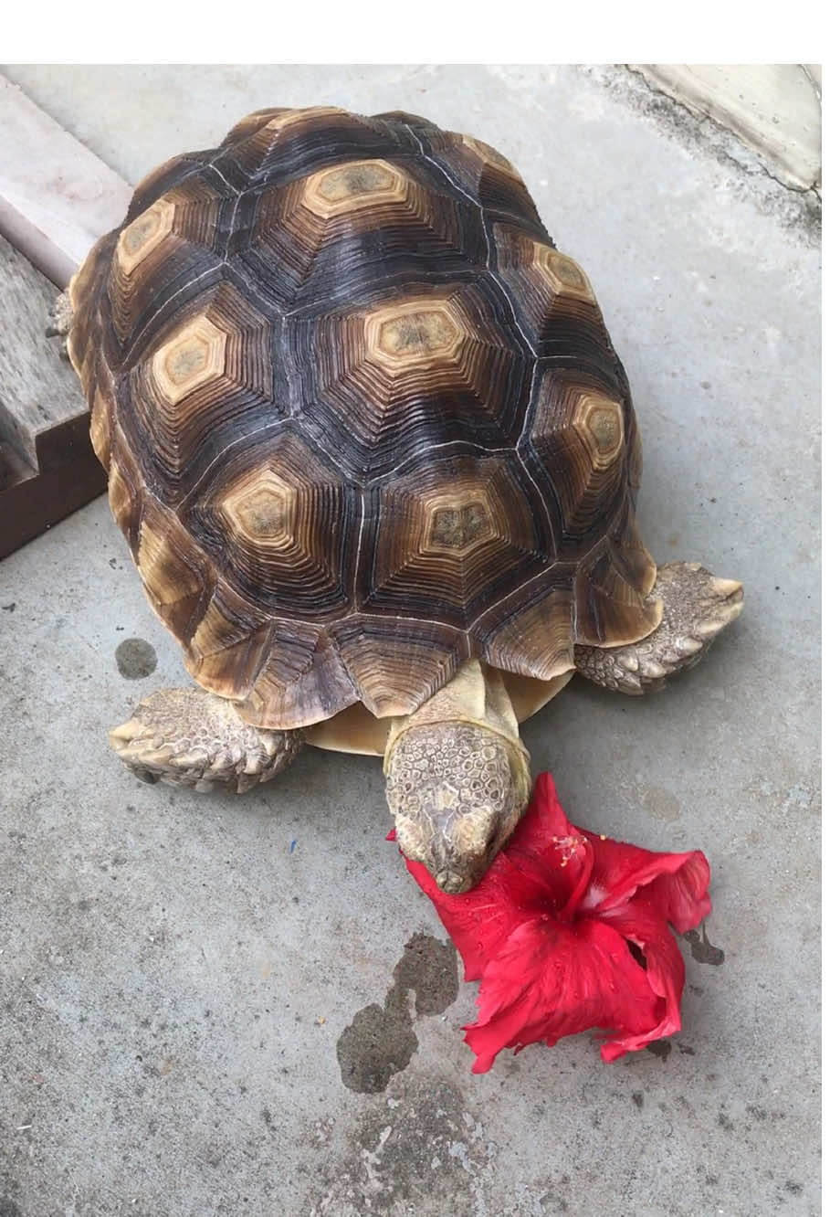 @MYtortojourney 🐢