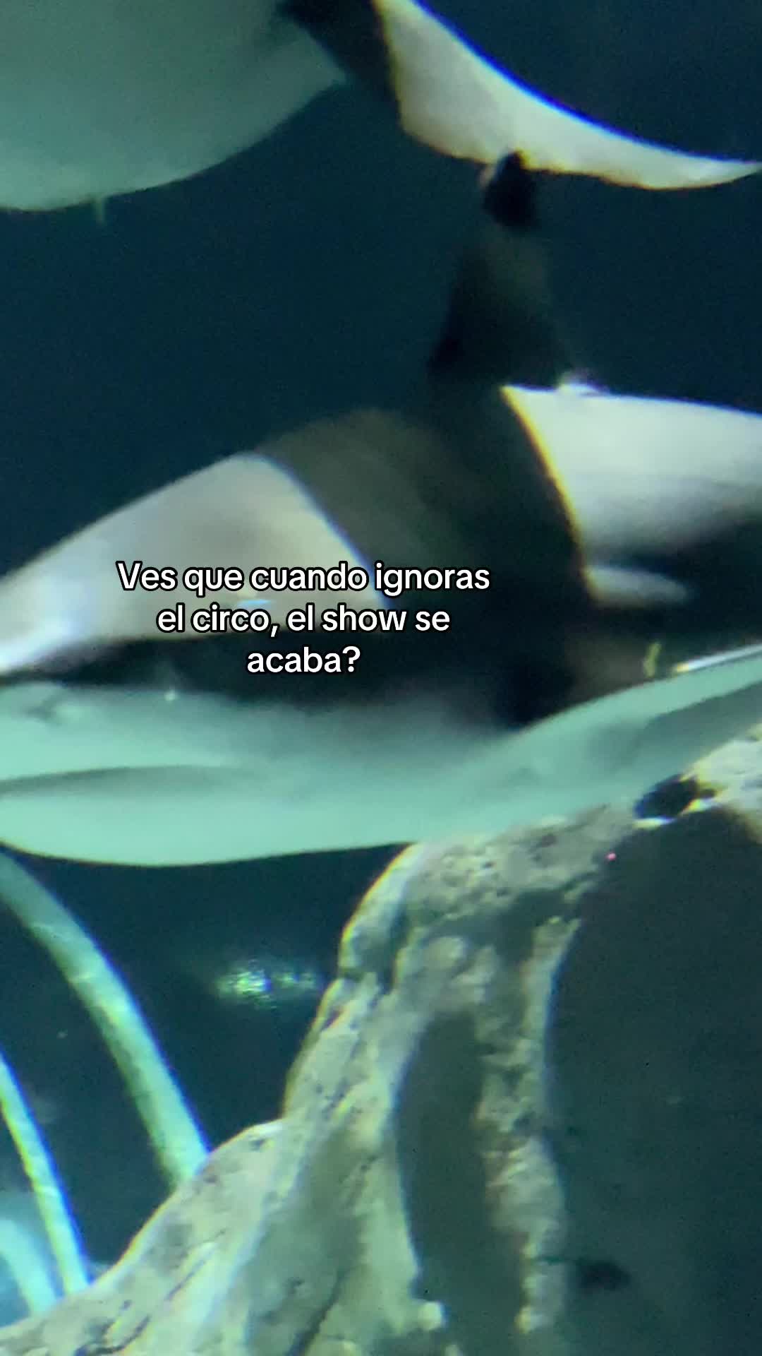 @Gael gómez