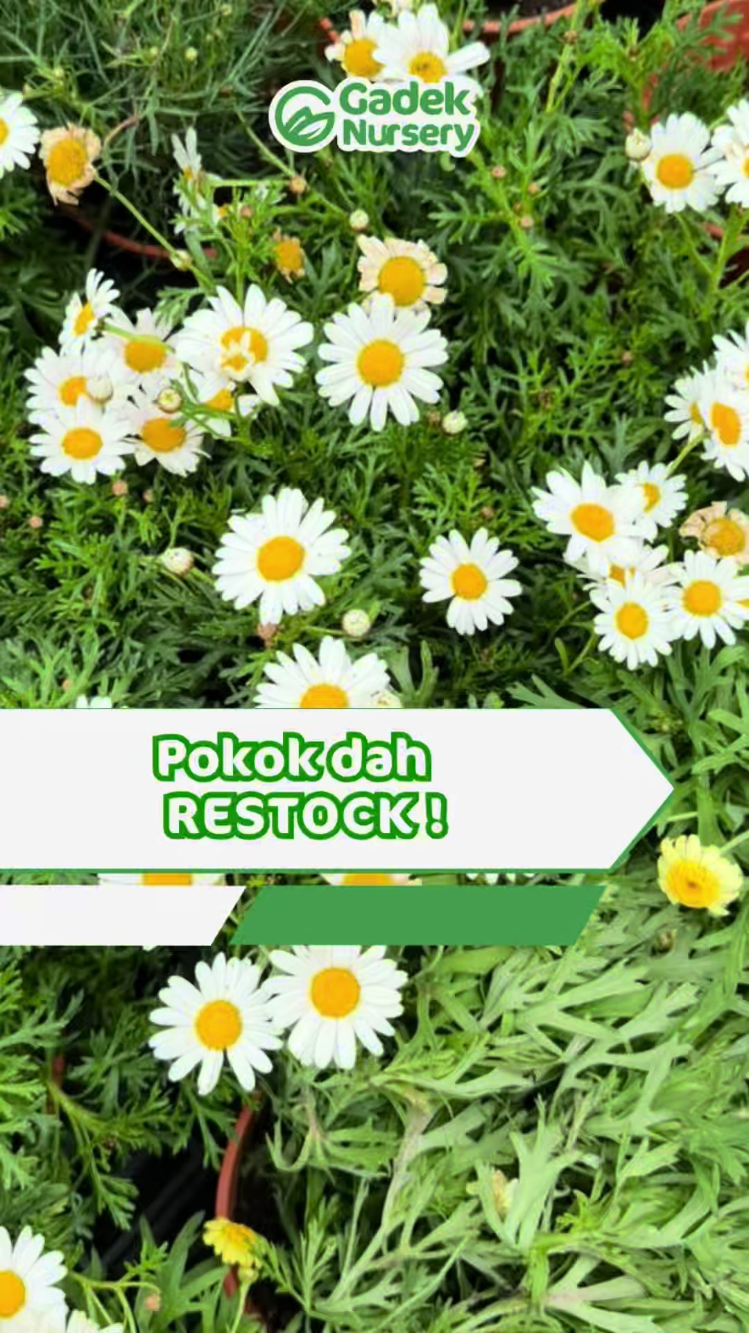 @Gadek Nursery