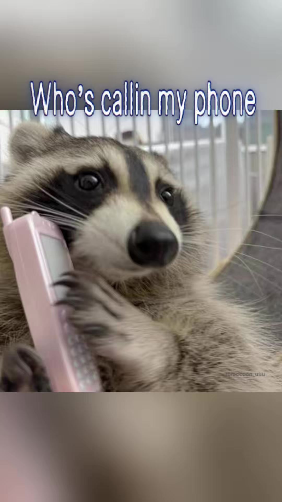 @Raccoon Music Videos
