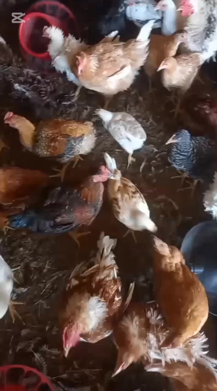 @NDIAYE-BREEDING 🐔