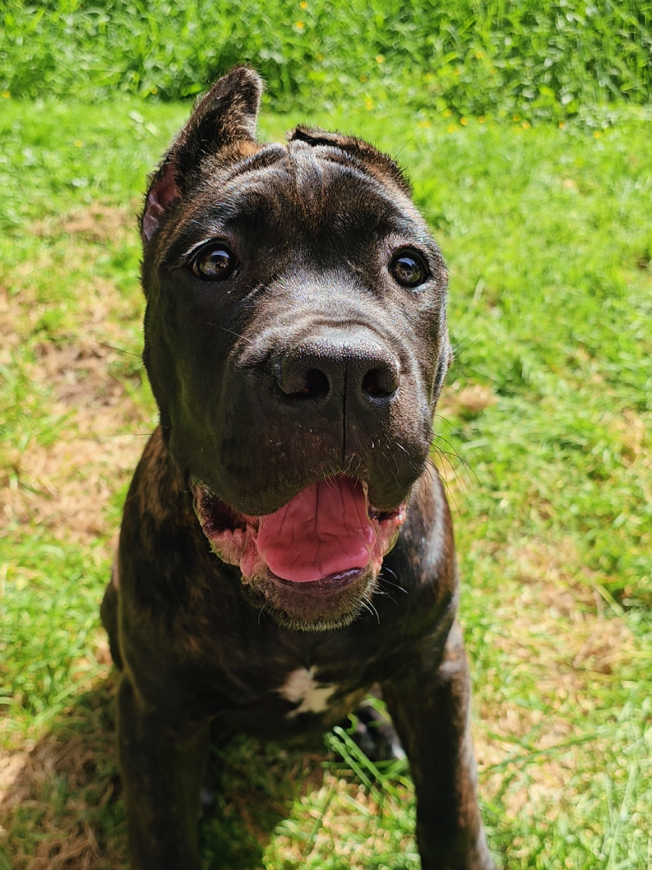 @SalmonCreekCaneCorso