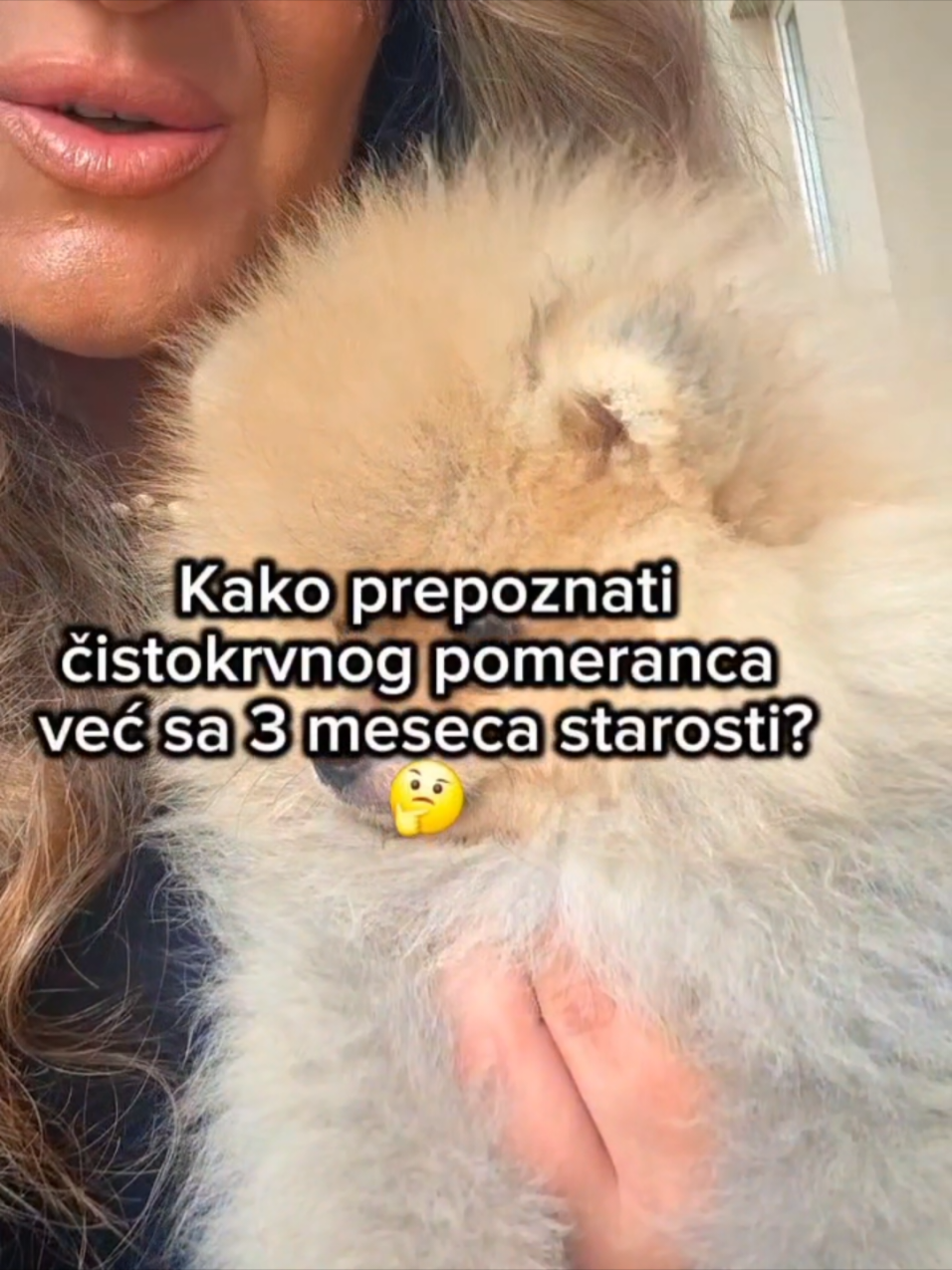 @Princess Candy Pomeranian