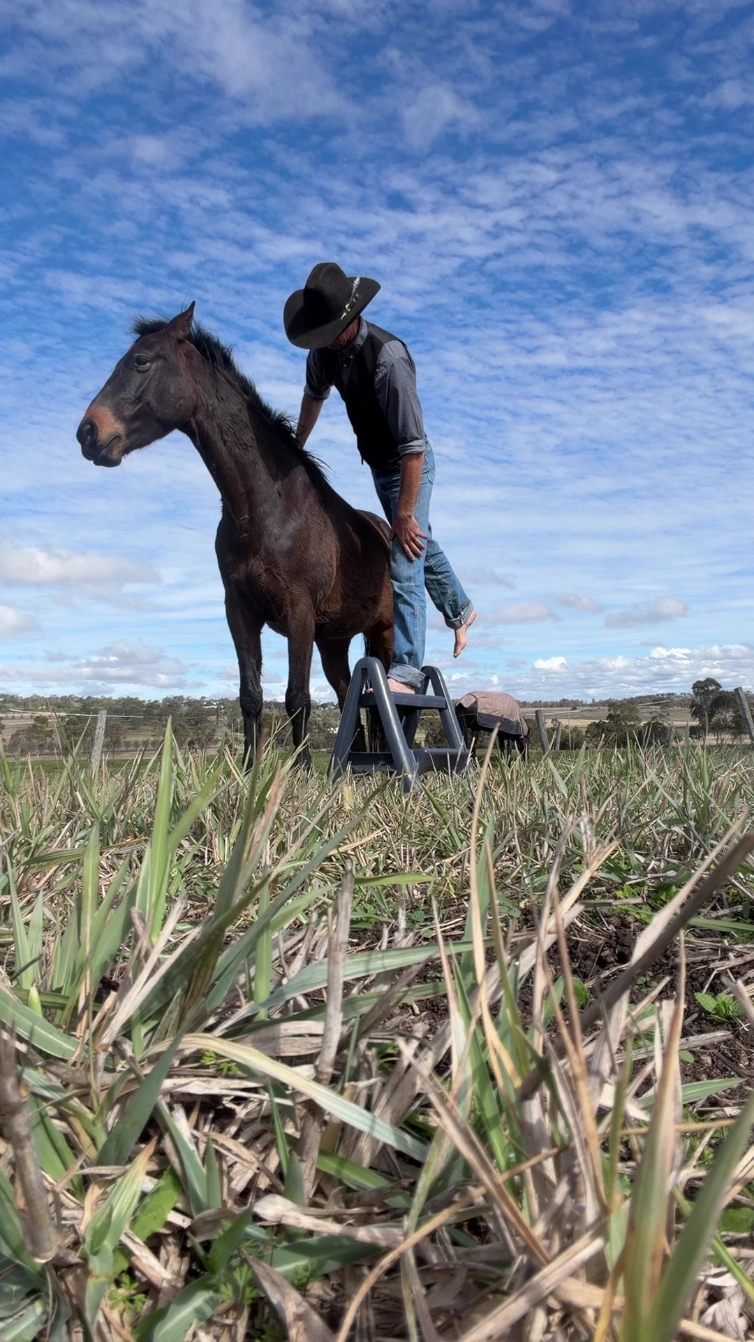 @KimDaleyhorsemanship
