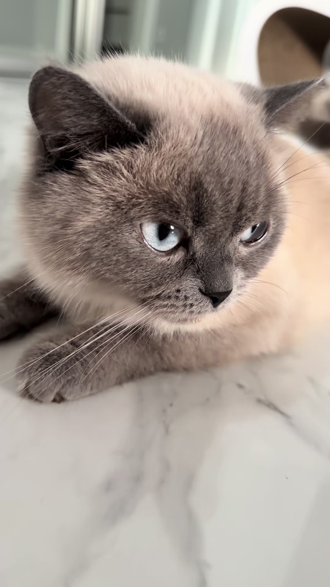 @Трускавецька киця 😻