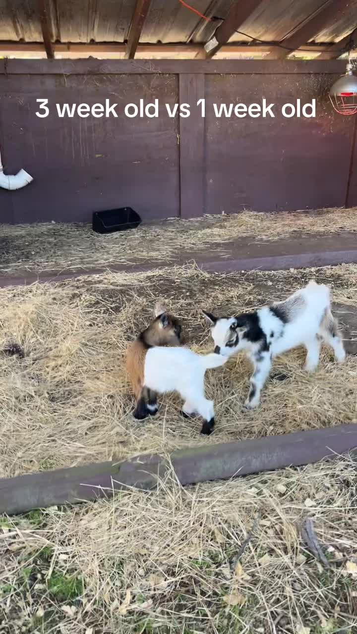 @Lexy | Promising Pines Farm