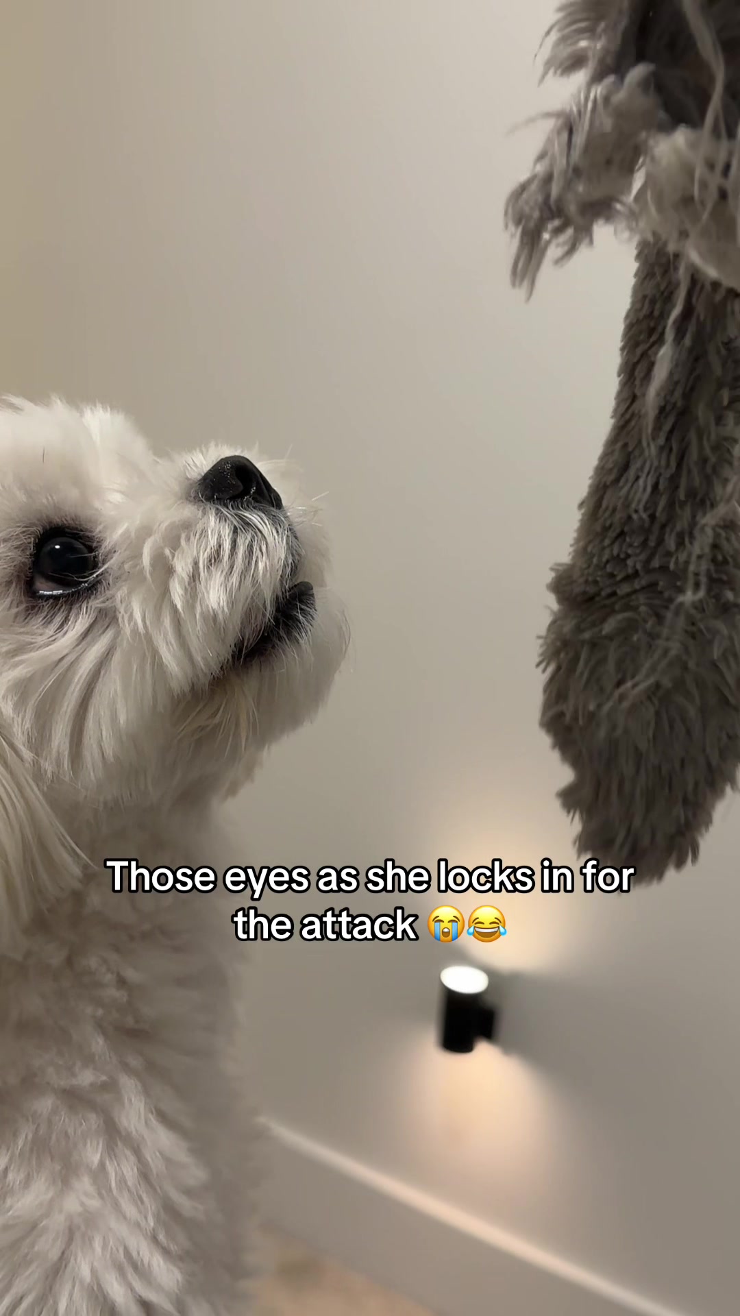 @theluckymaltese