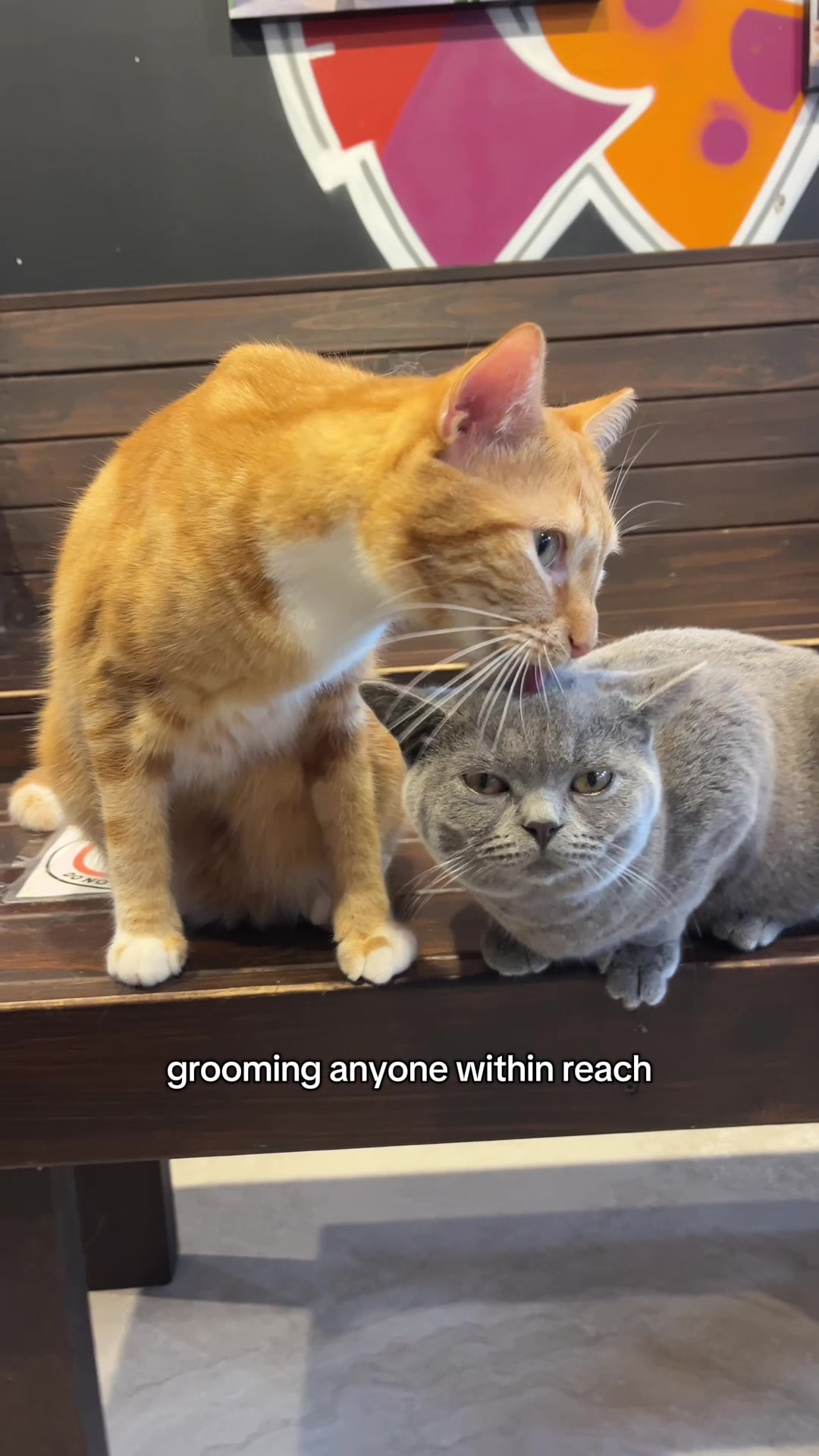 @crazycatcafe