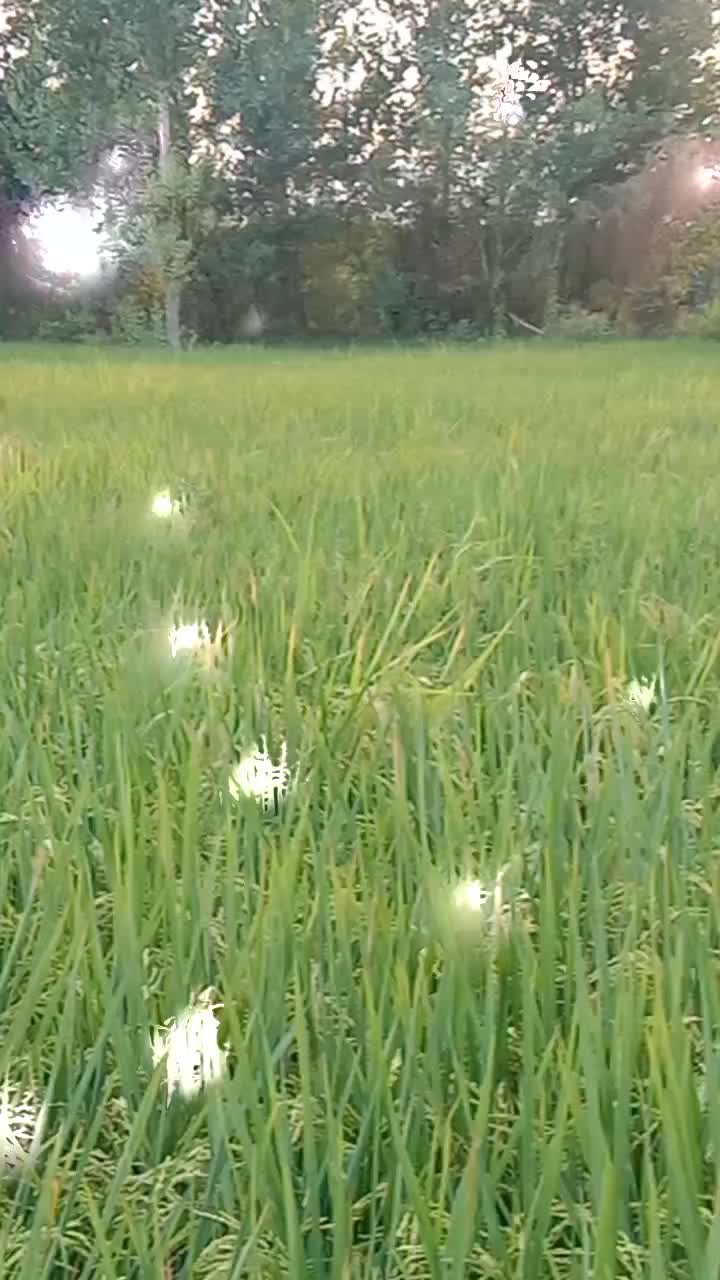 @hussainali 6001