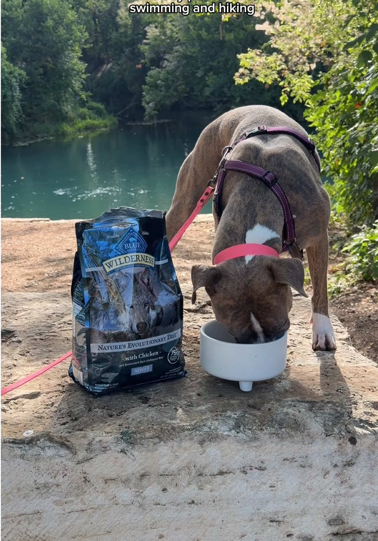 @Abby KPA-CTP | Dog Trainer