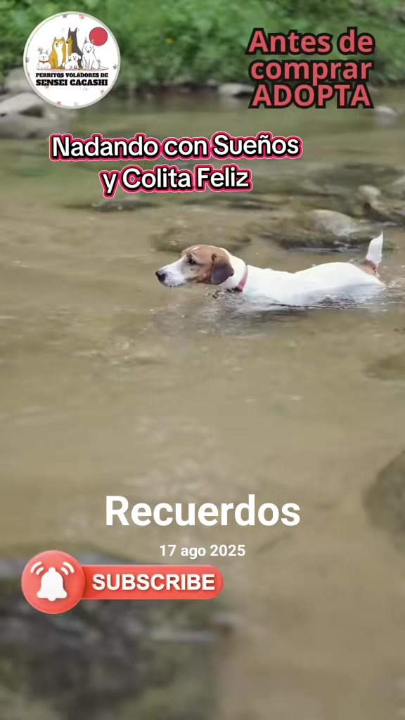 @Perritos Voladores