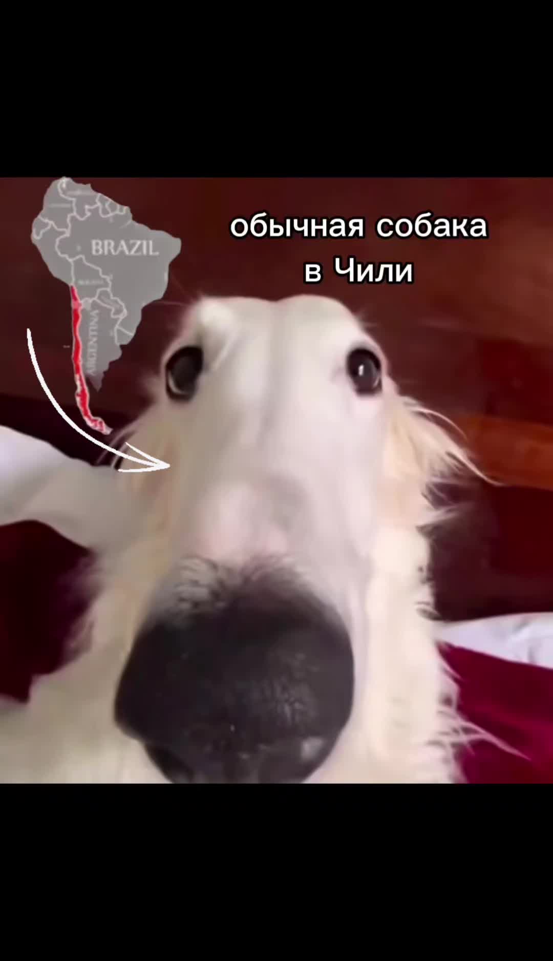 @Vortes1kk`_XIX¡#bobrikki