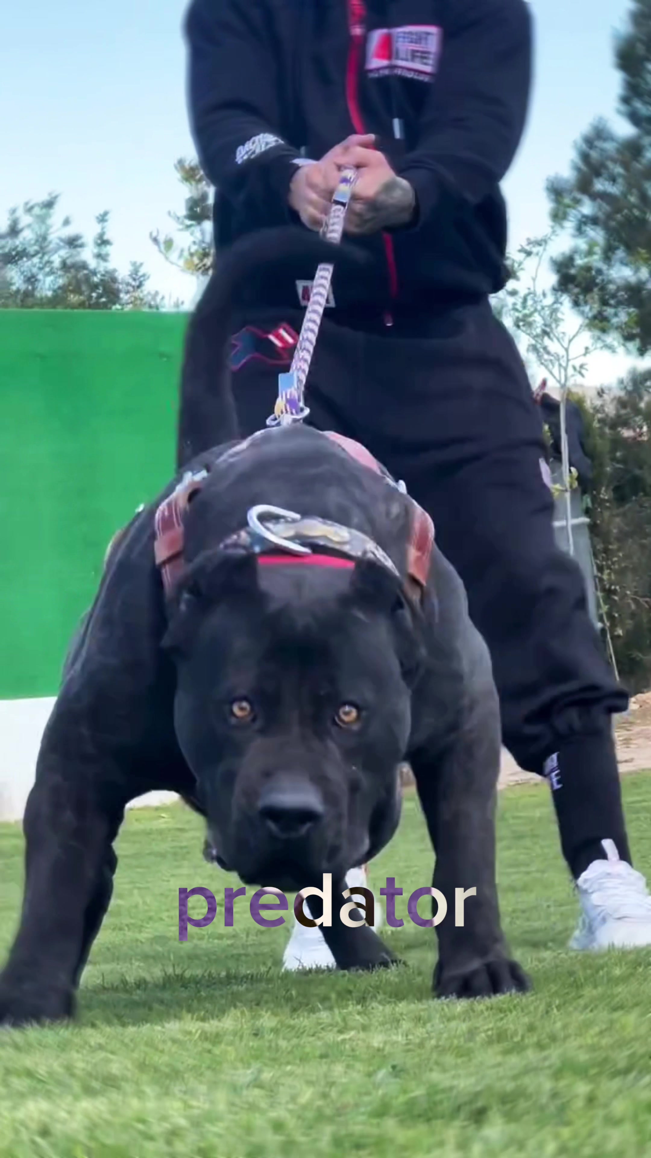 @The Canine Studio
