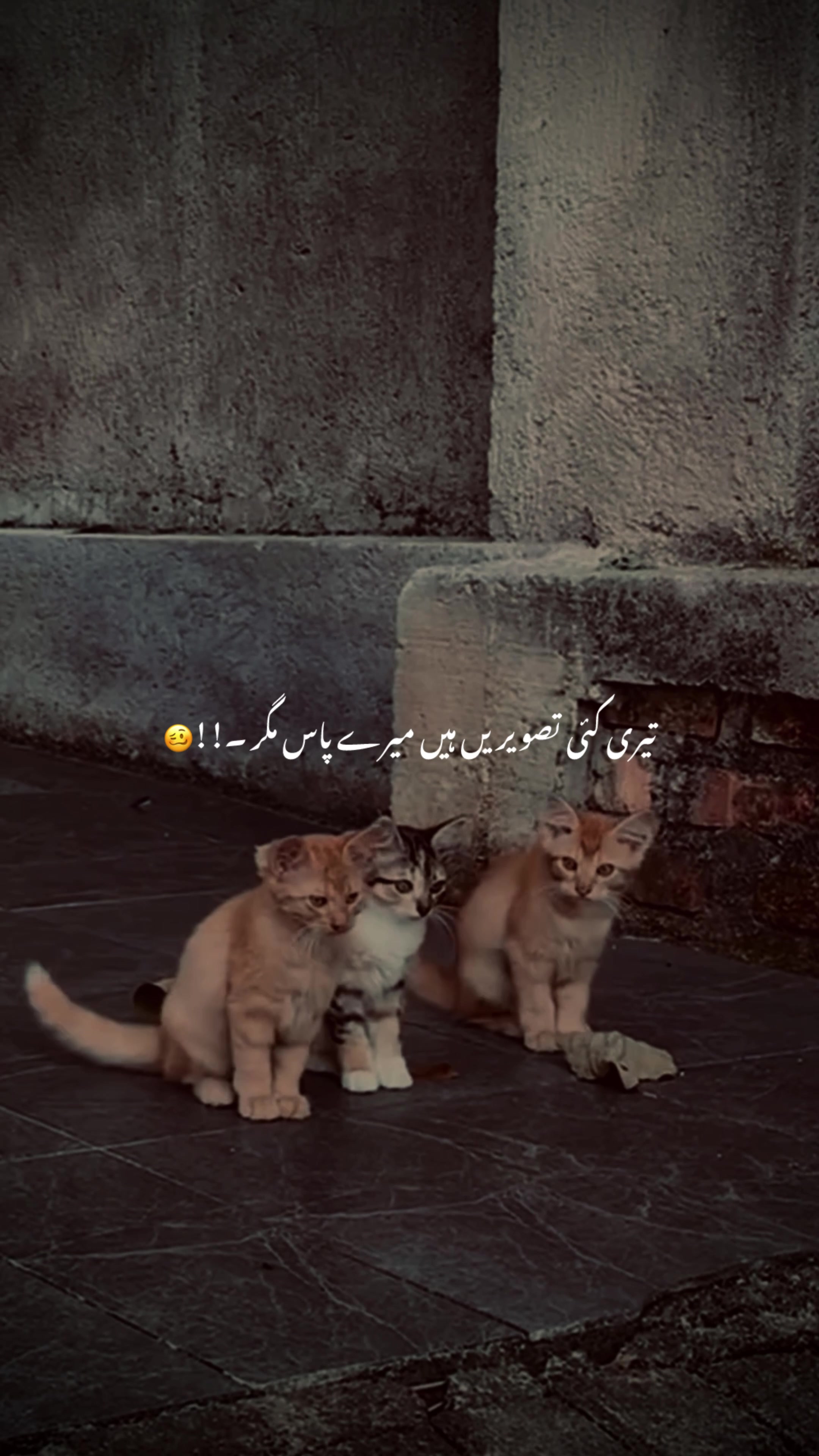 @♡︎𝗔𝗦𝗟𝗔𝗠_𝗘𝗗𝗜𝗧𝗫 ⋆⟡♡