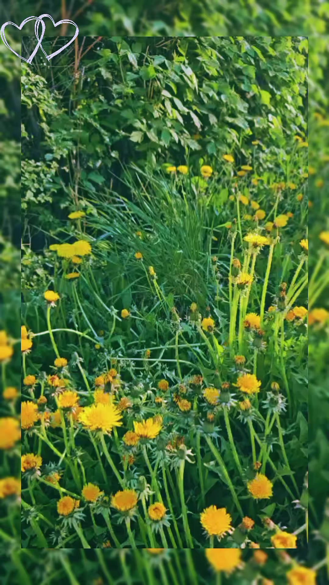 @Алена Ария