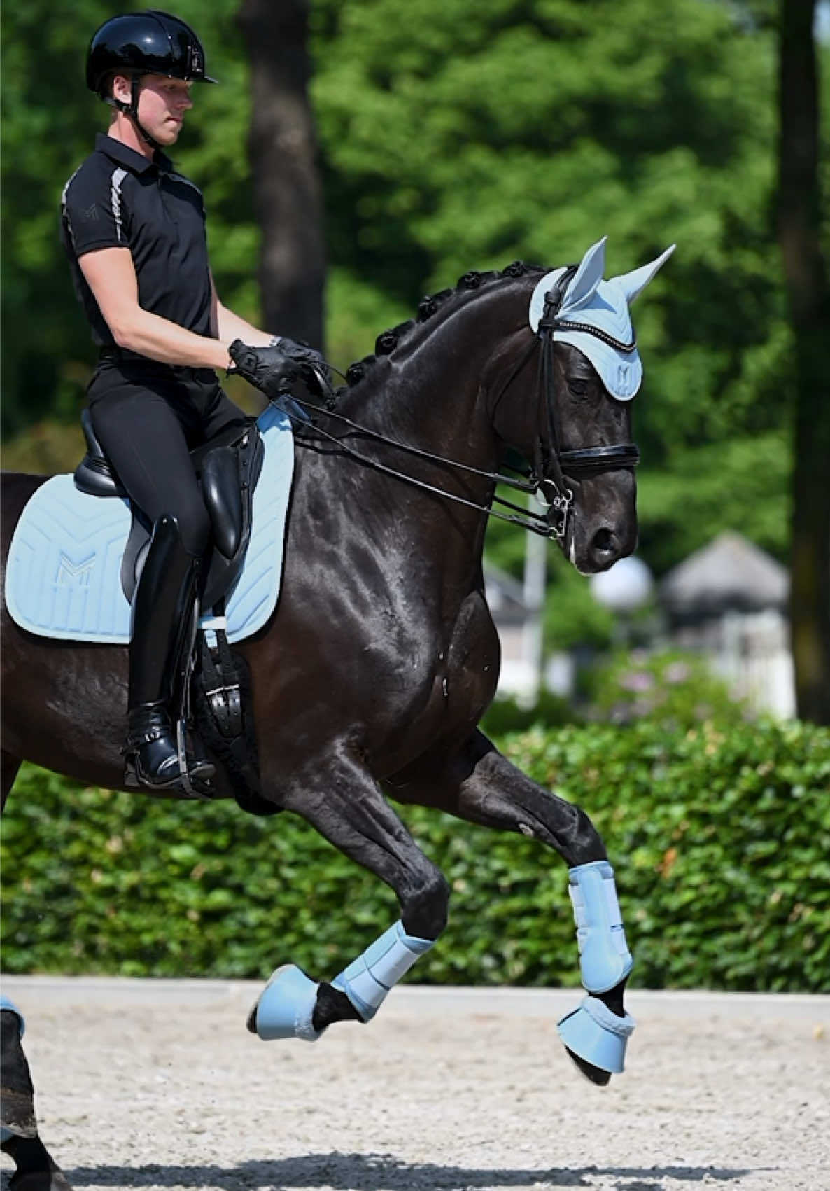 @Maximilian Equestrian