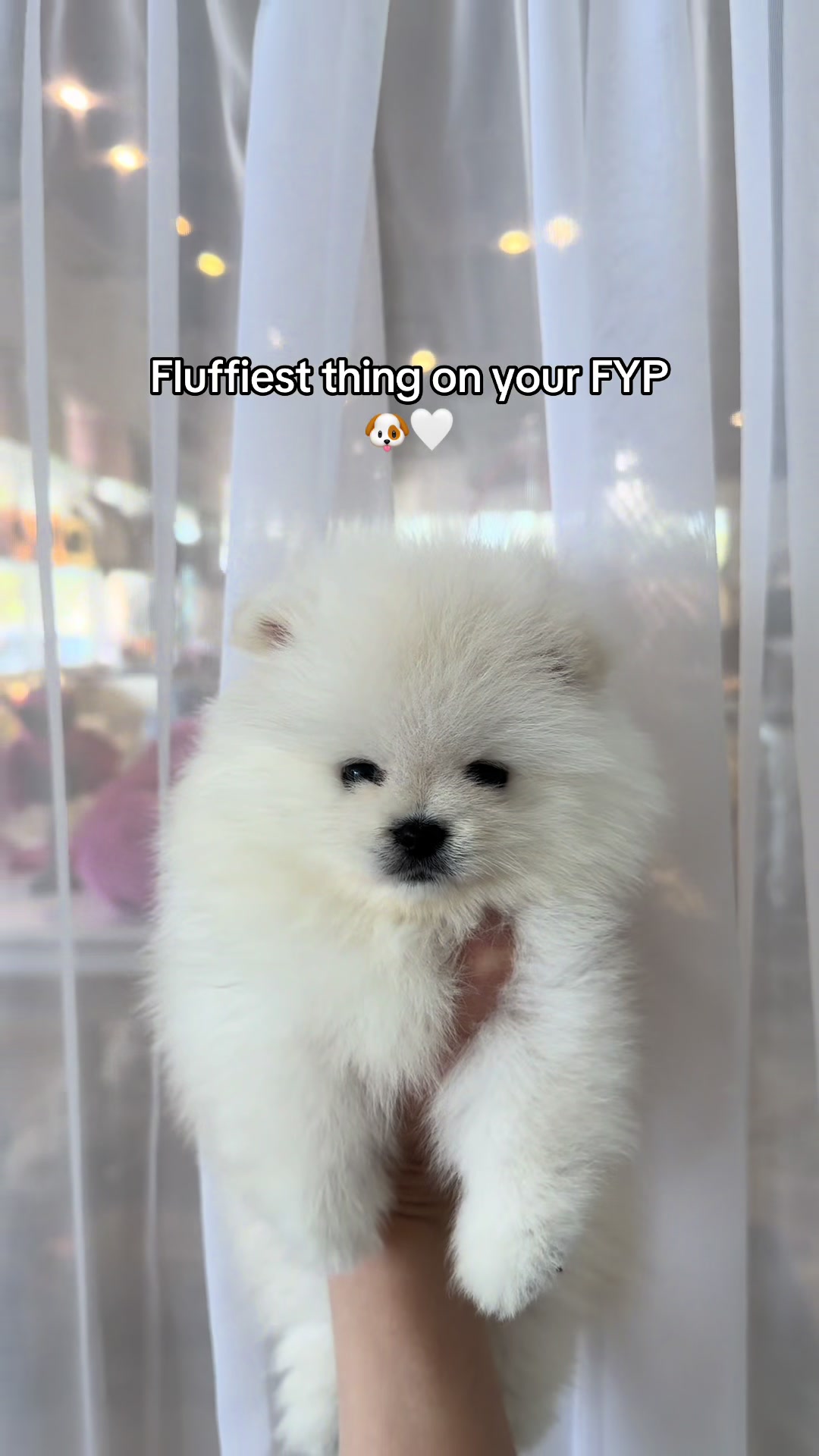 @TeaCups, Puppies & Boutique &reg;️