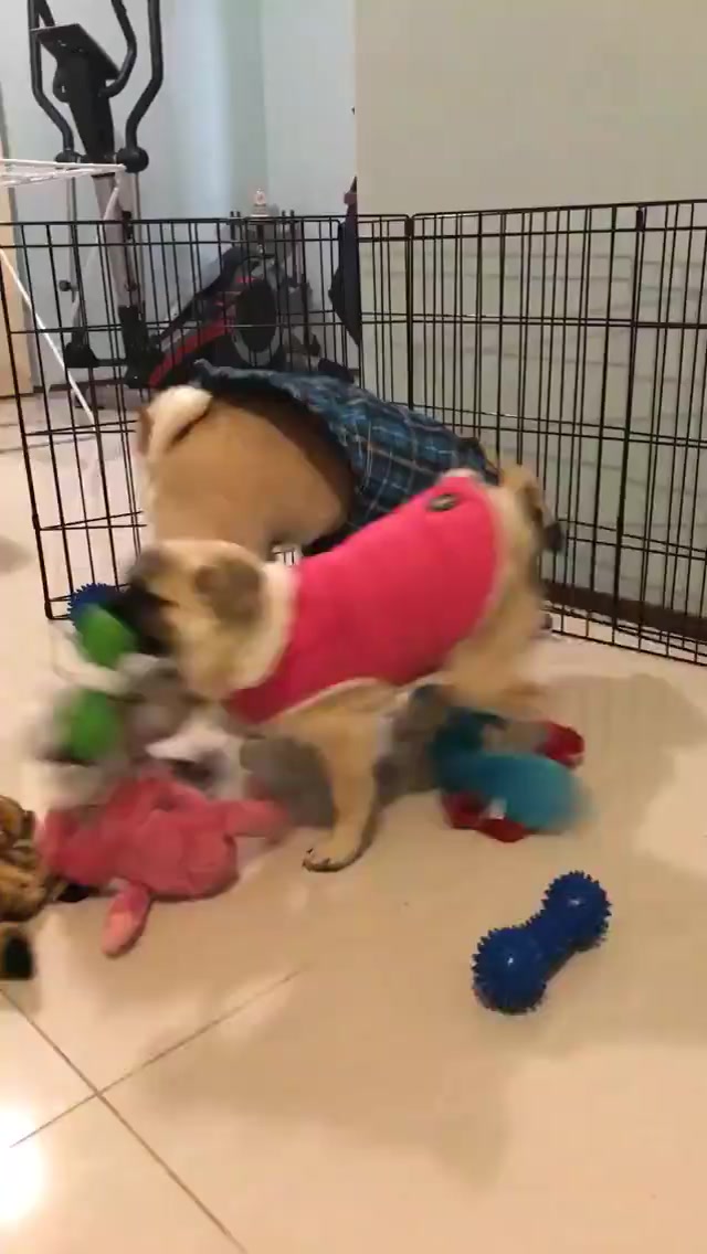 @Life with my 3 beautiful Pugs
