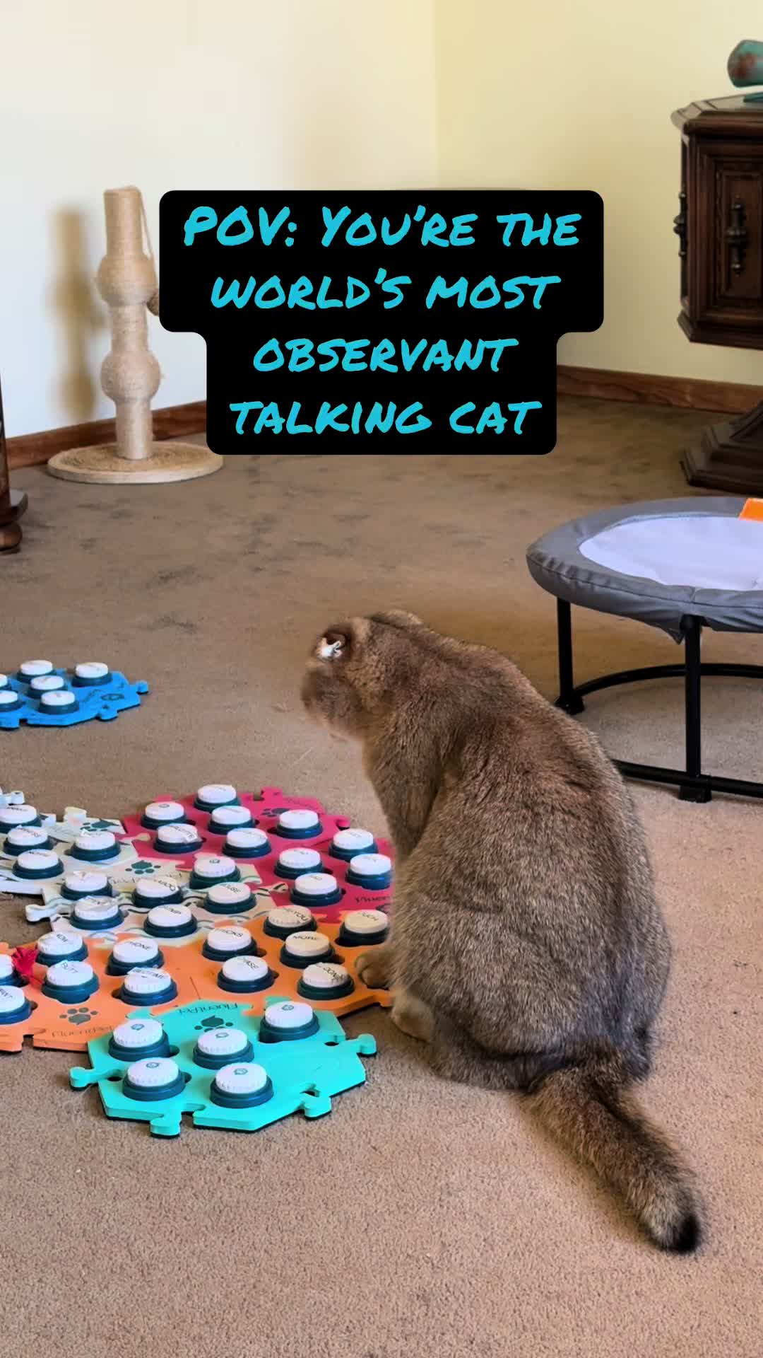 @Puffindoestricks