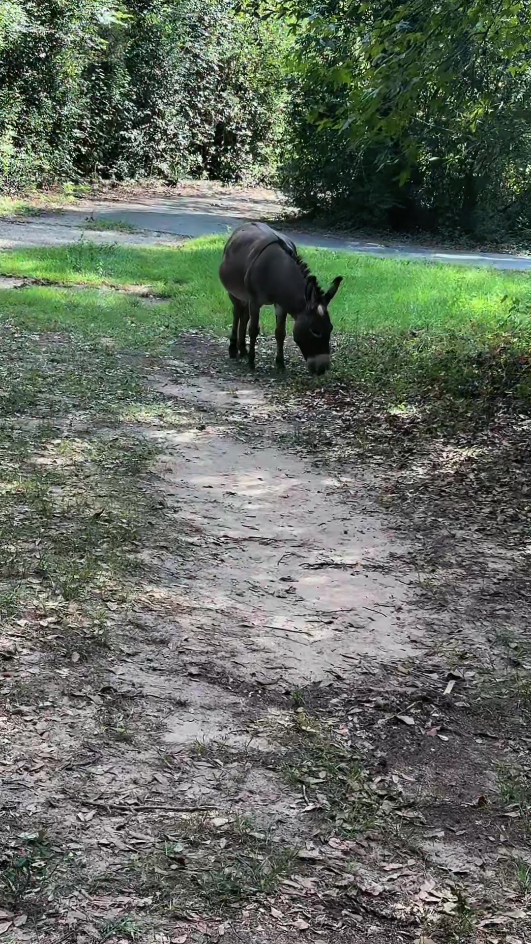 @Fenrir