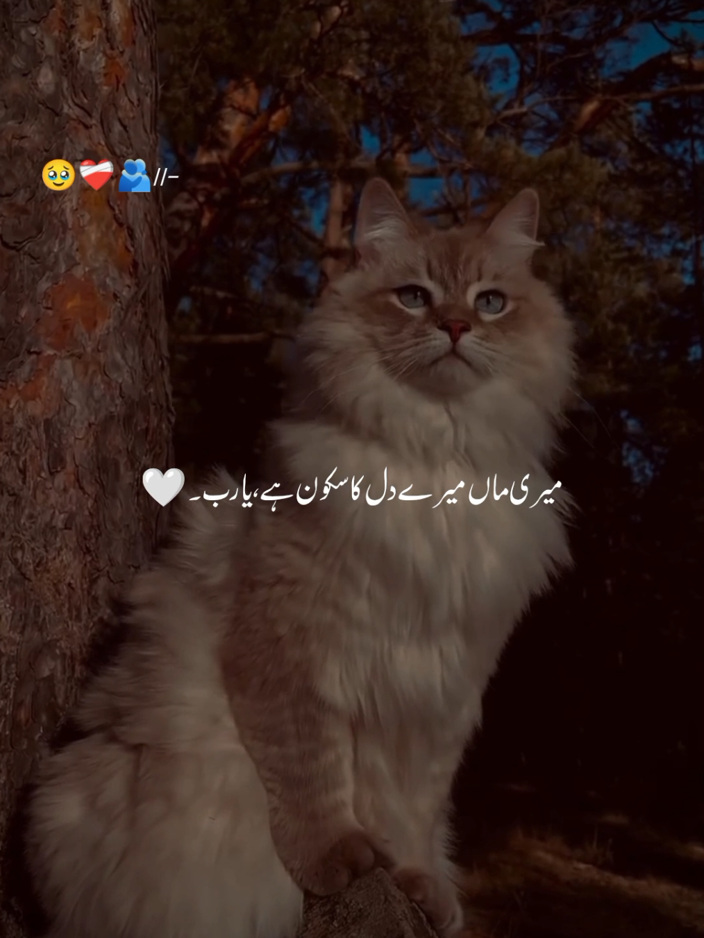 @♡︎𝗔𝗦𝗟𝗔𝗠_𝗘𝗗𝗜𝗧𝗫 ⋆⟡♡