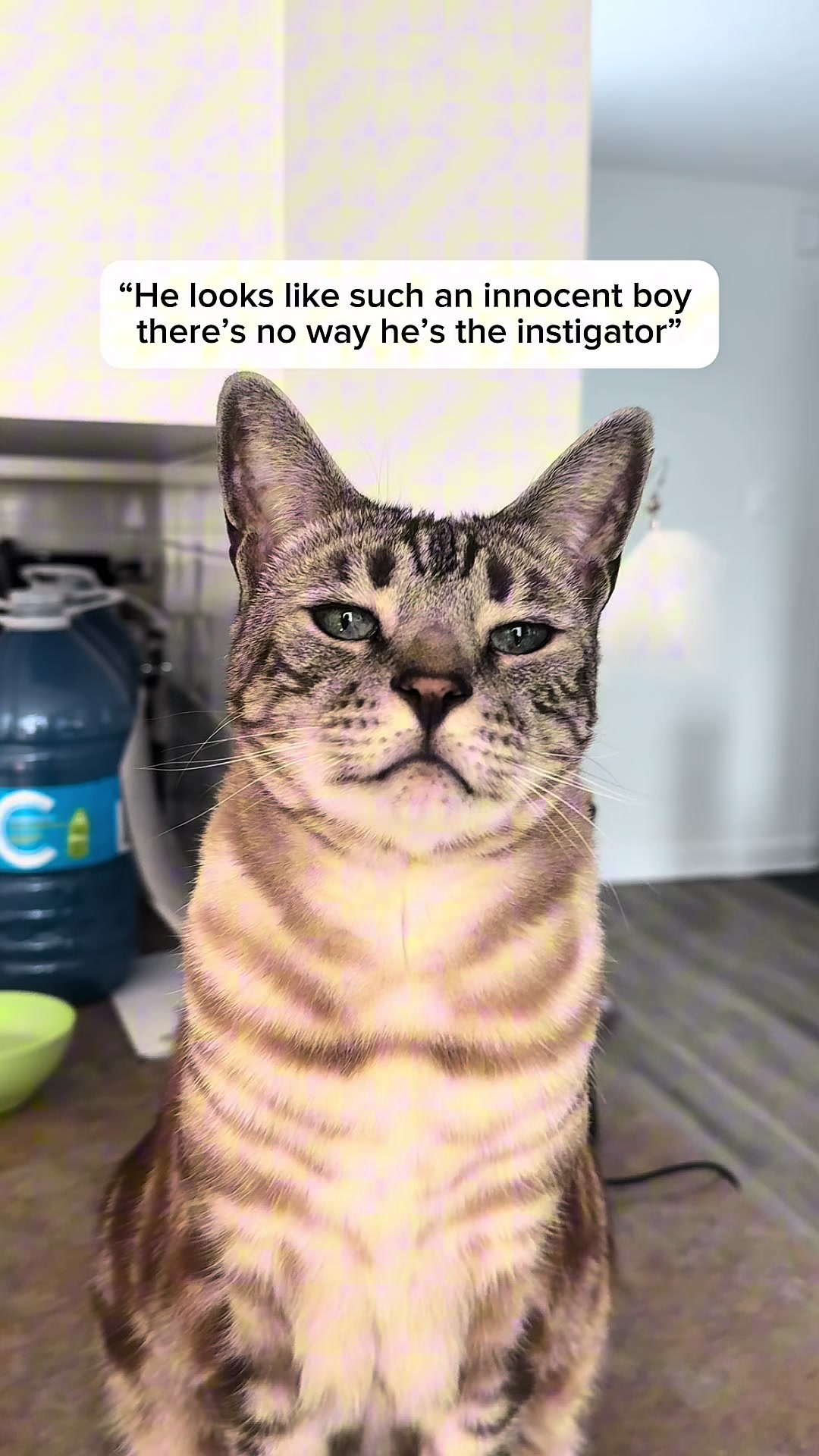 @Three Nawty Cats