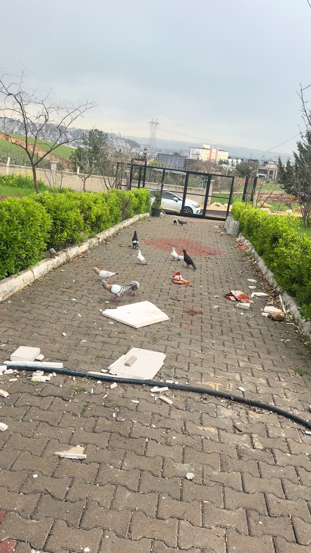@Bakır badilli