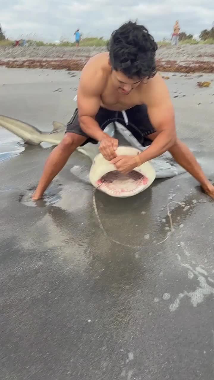 @sharkabcabc