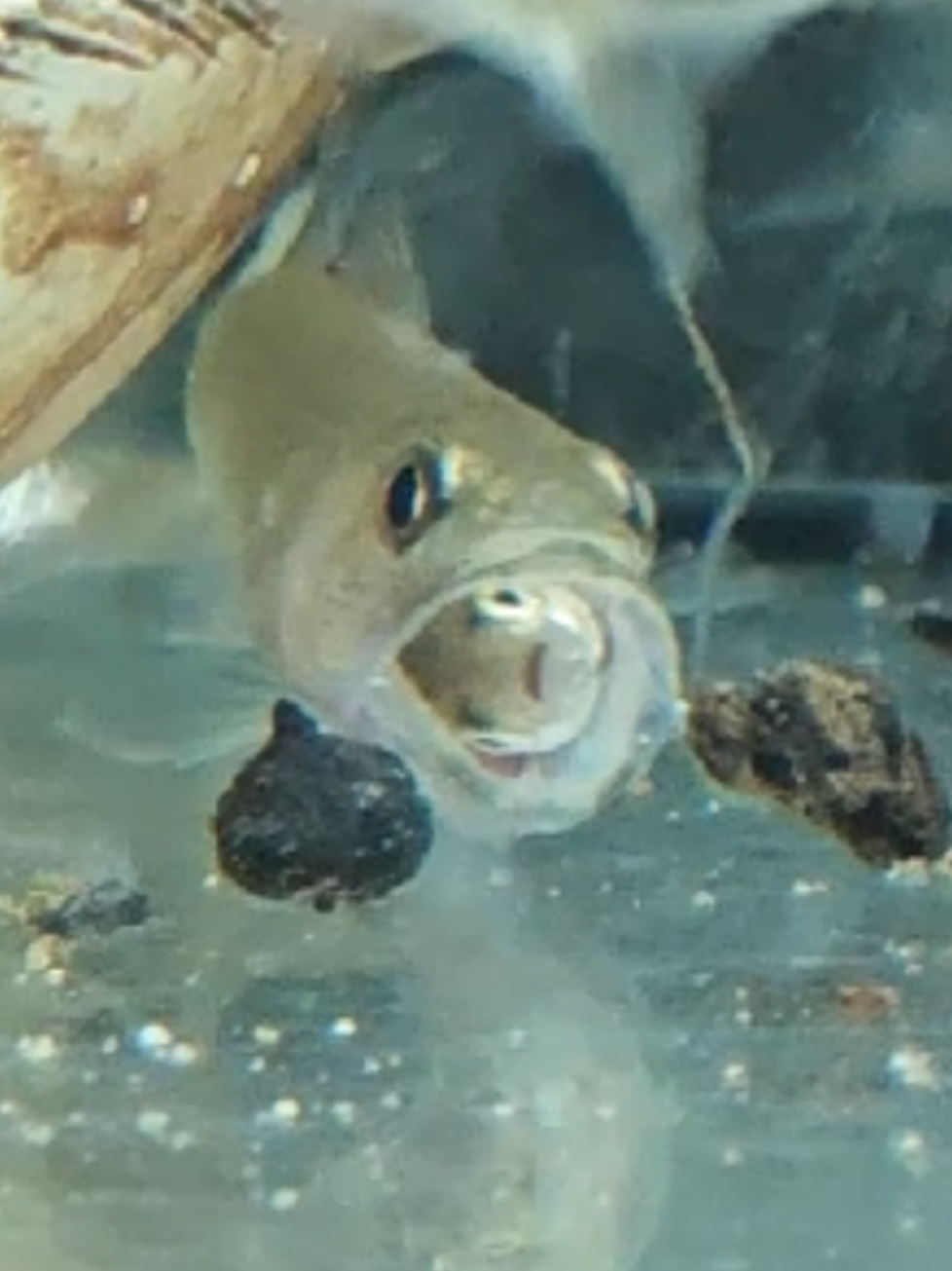 @predatoryfishtank